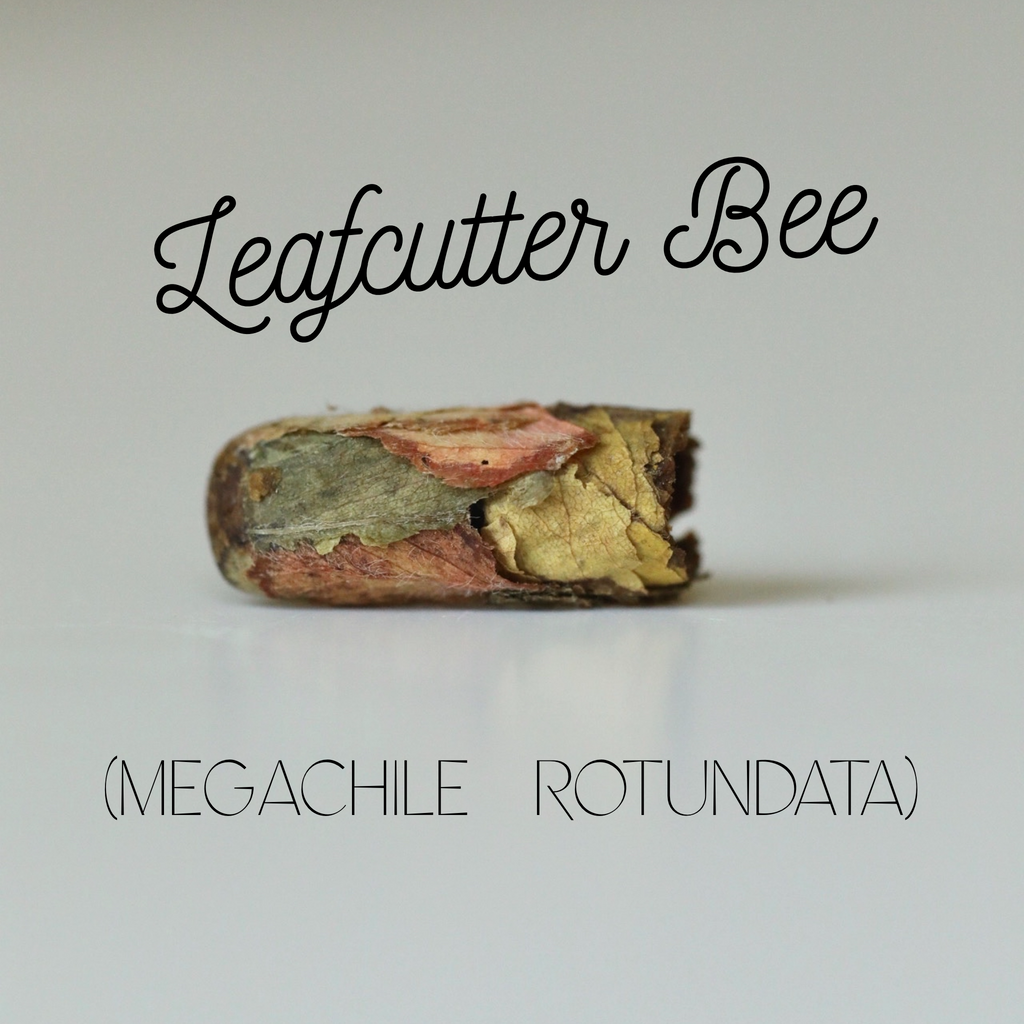 Leafcutter Bees