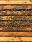 Honeybee colony