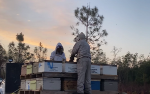 How A Commercial Beekeeper Moves Bees